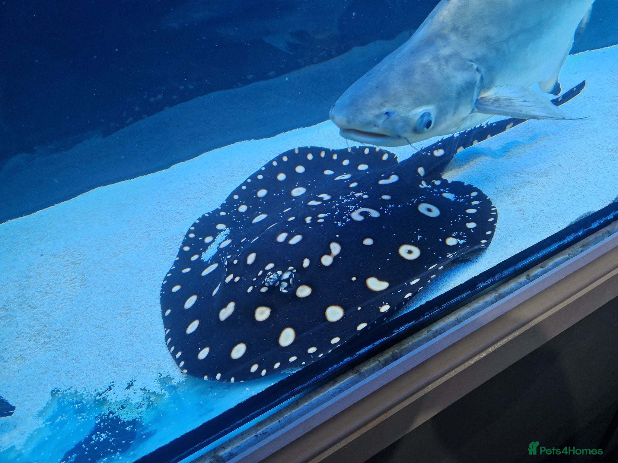 Other/Mixed Breed fish Sting ray - Advert 2