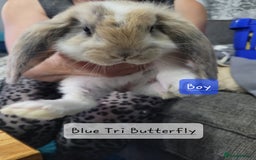 French Lop rabbits for sale: Pure Bred French Lop babies - Image 6