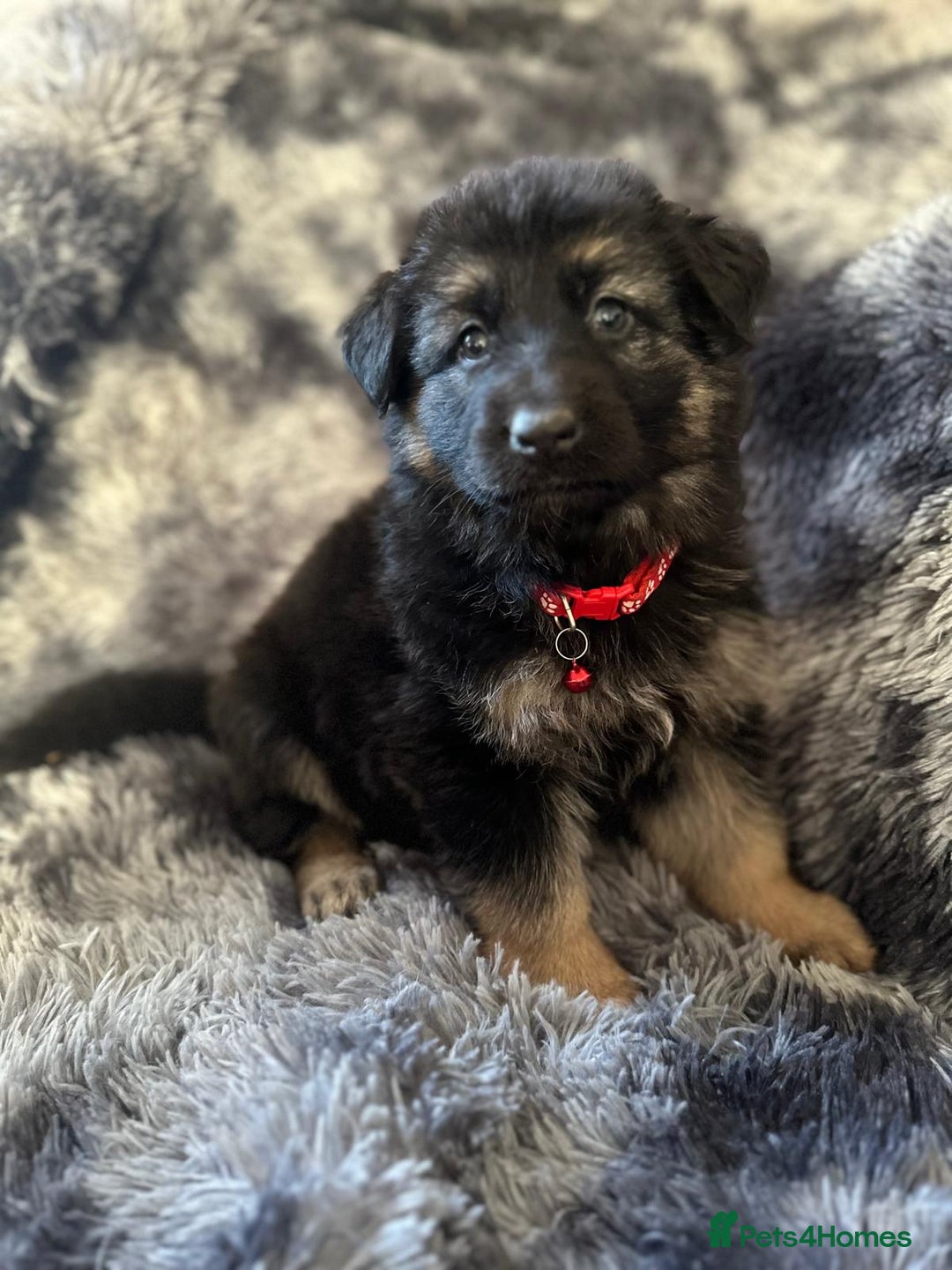 German Shepherd dogs for sale: READY TO LEAVE German shepherd puppies - Advert 7