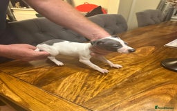 Italian Greyhound dogs for sale: Italian greyhound  - Image 7