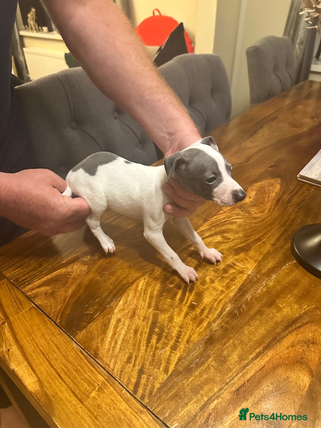 Italian Greyhound dogs for sale: Italian greyhound  - Image 7