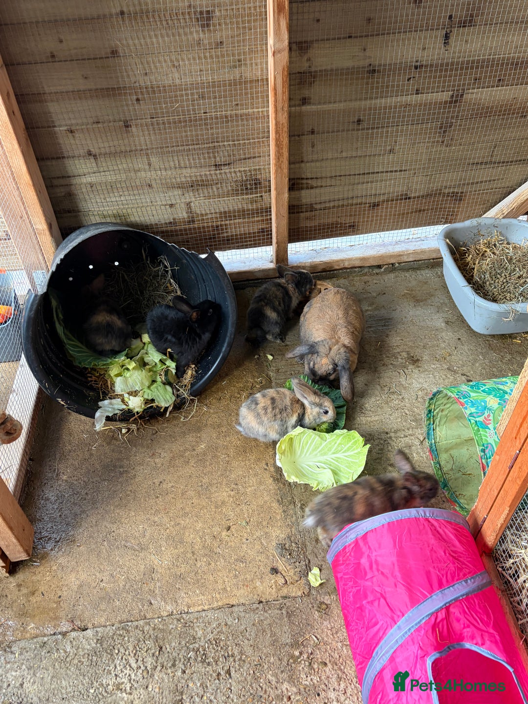 Mixed Breed rabbits for sale: One boy one girl  - Advert 5