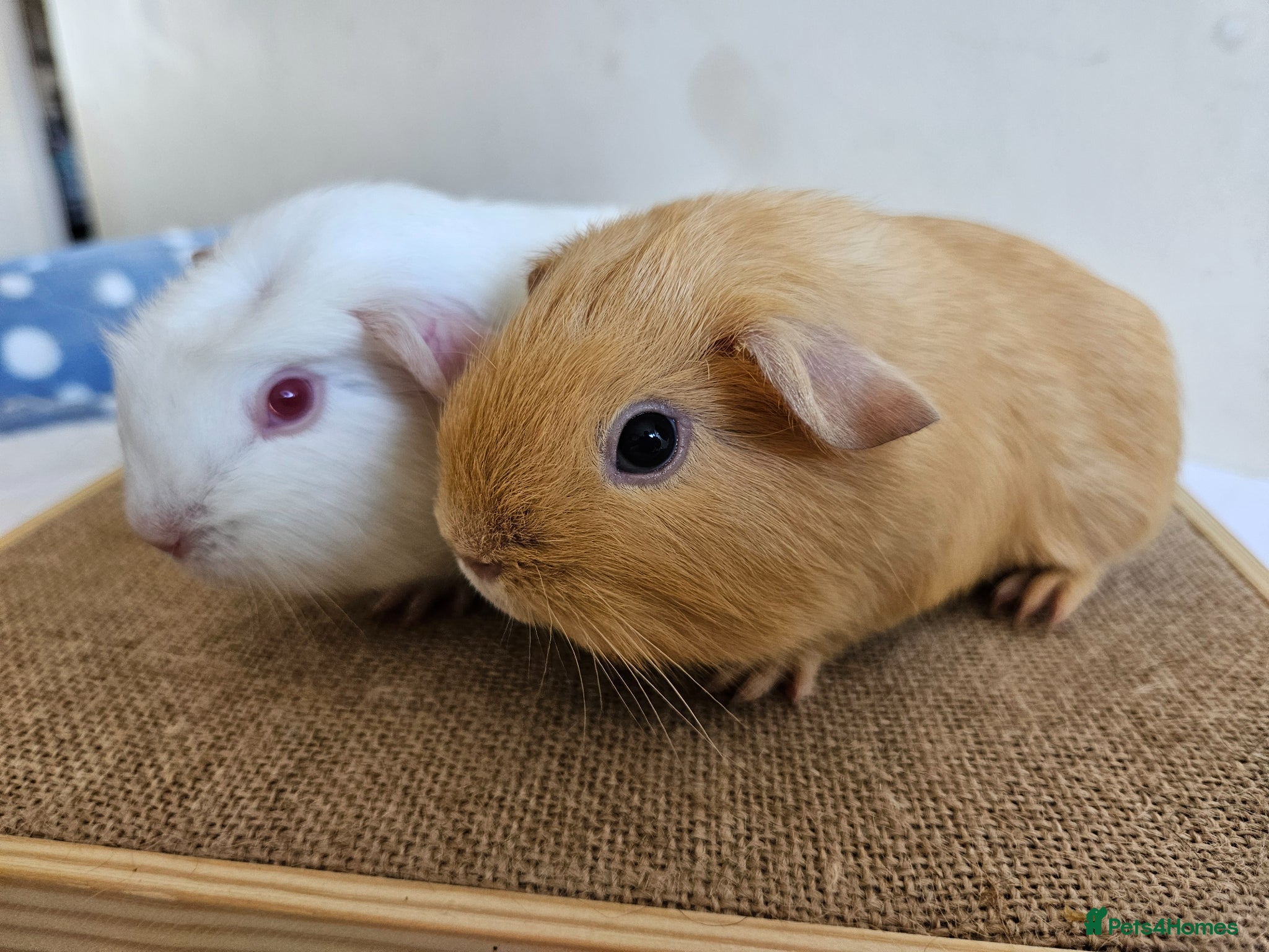 Guinea Pig rodents Various bonded pairs baby/young boy guineas pigs - Advert 10