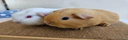 Guinea Pig rodents for sale: Various bonded pairs baby/young boy guineas pigs - Advert 4