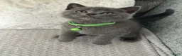British Shorthair cats for sale: 🐱 Beautiful British Shorthair kittens  in Musselburgh - Advert 18