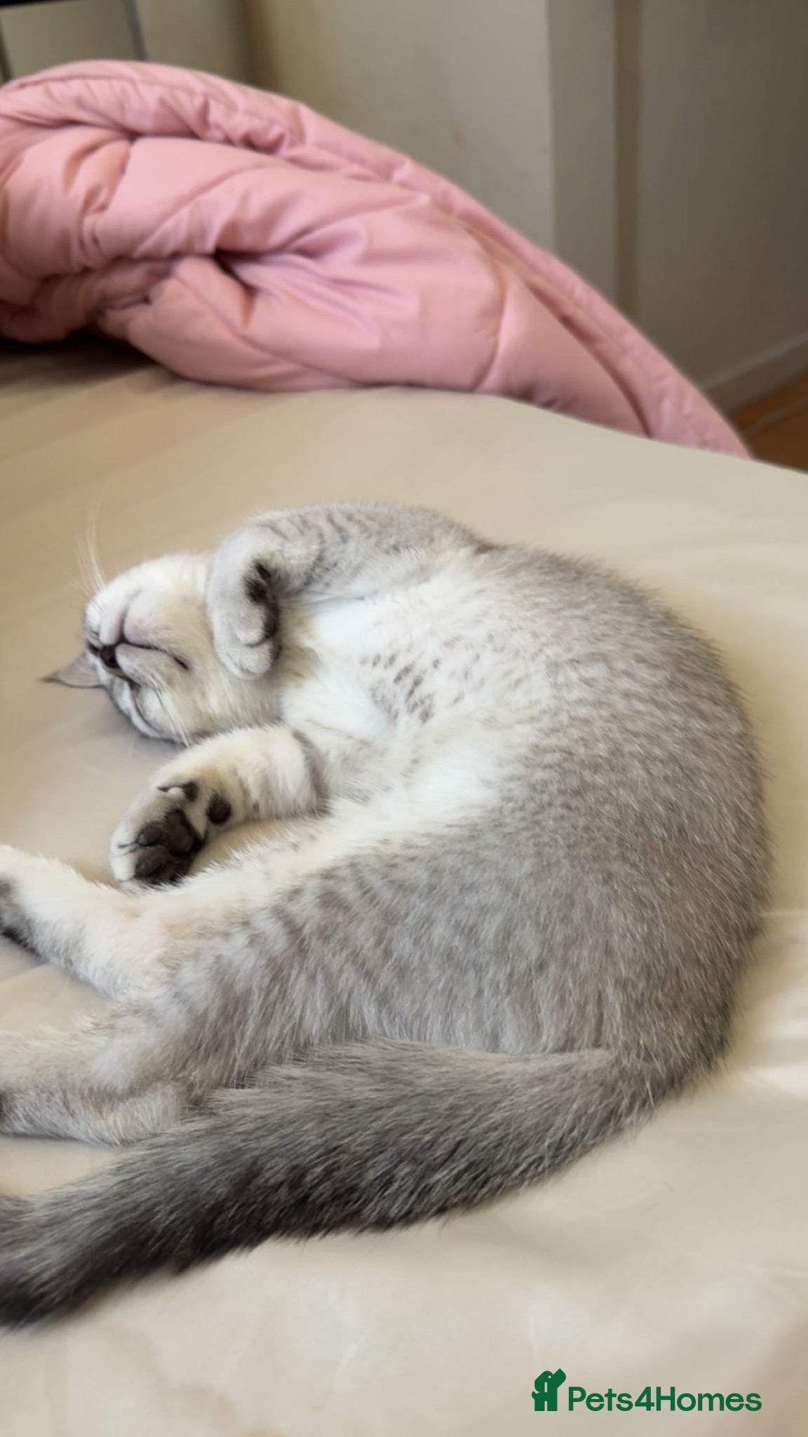 Scottish Fold cats Meenu she’s a lovely little Scottish short hair - Advert 2
