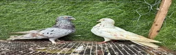 Pigeons birds for sale: Beautiful Vaccinated Pigeons – Quick Sale £20 - Advert 35