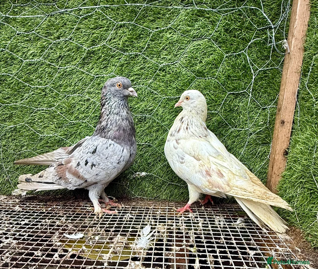 Pigeons birds for sale: Beautiful Vaccinated Pigeons – Quick Sale £20 - Advert 35