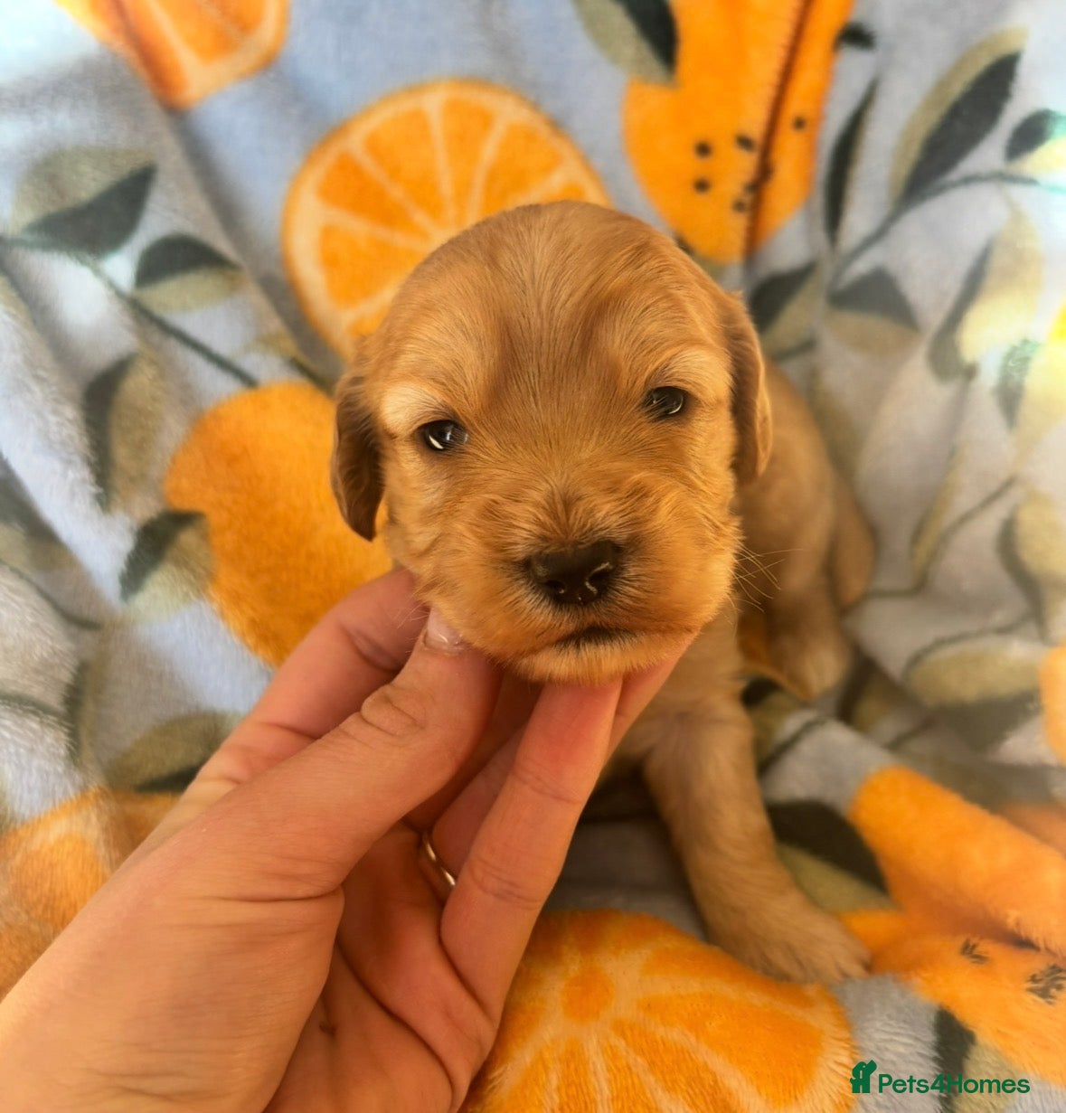 Cockapoo dogs ✨Stunning F1 Cockapoo Puppies✨ Doncaster 📍 - Advert 2