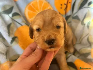 Cockapoo dogs ✨Stunning F1 Cockapoo Puppies✨ Doncaster 📍 - Advert 2