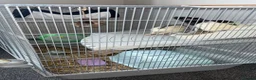Rat rodents for sale: Male pet rats in Wigan - Advert 8
