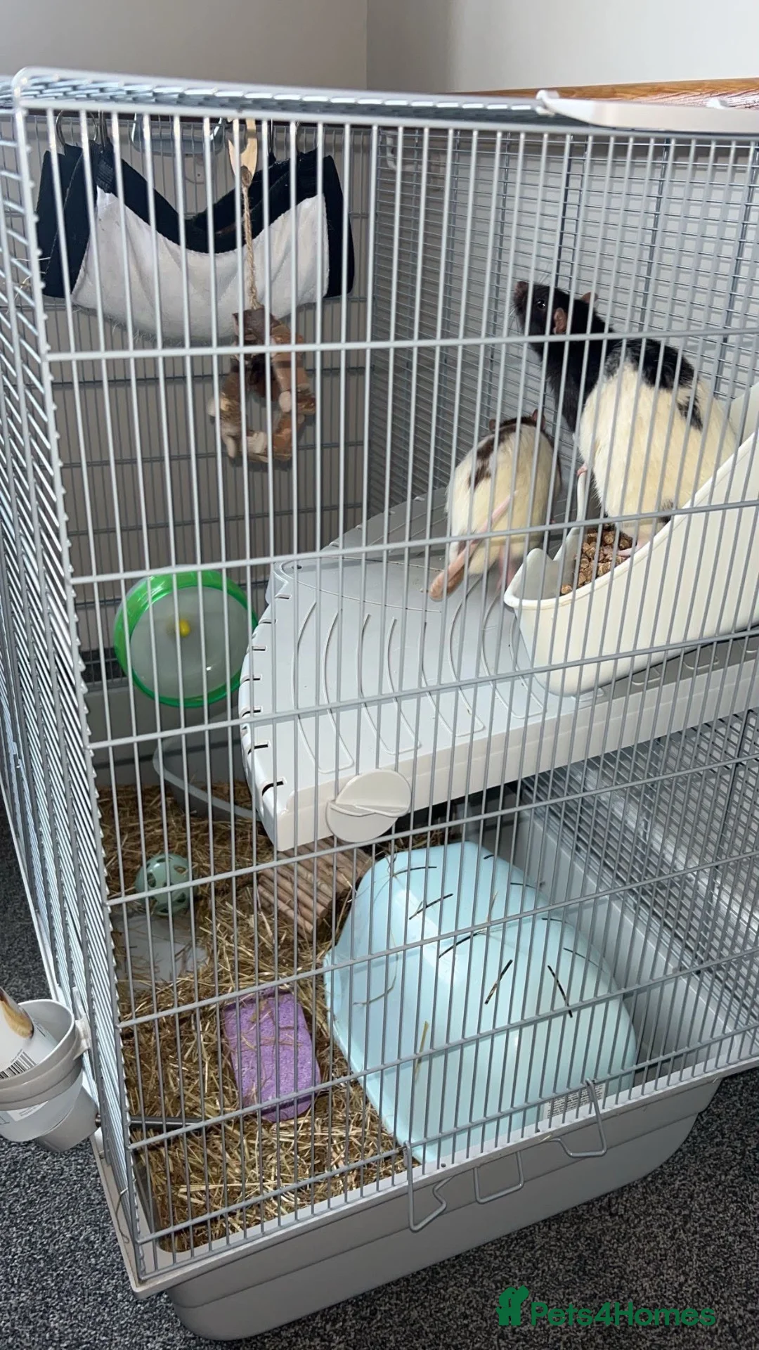 Rat rodents for sale: Male pet rats in Wigan - Advert 8
