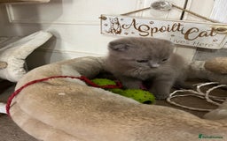Scottish Fold cats for sale: Scottish fold kittens for sale  - Image 21