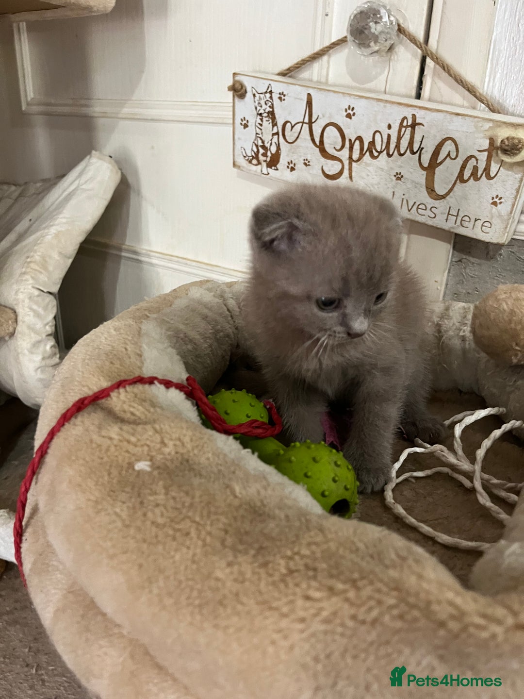 Scottish Fold cats for sale: Scottish fold kittens for sale  - Image 21