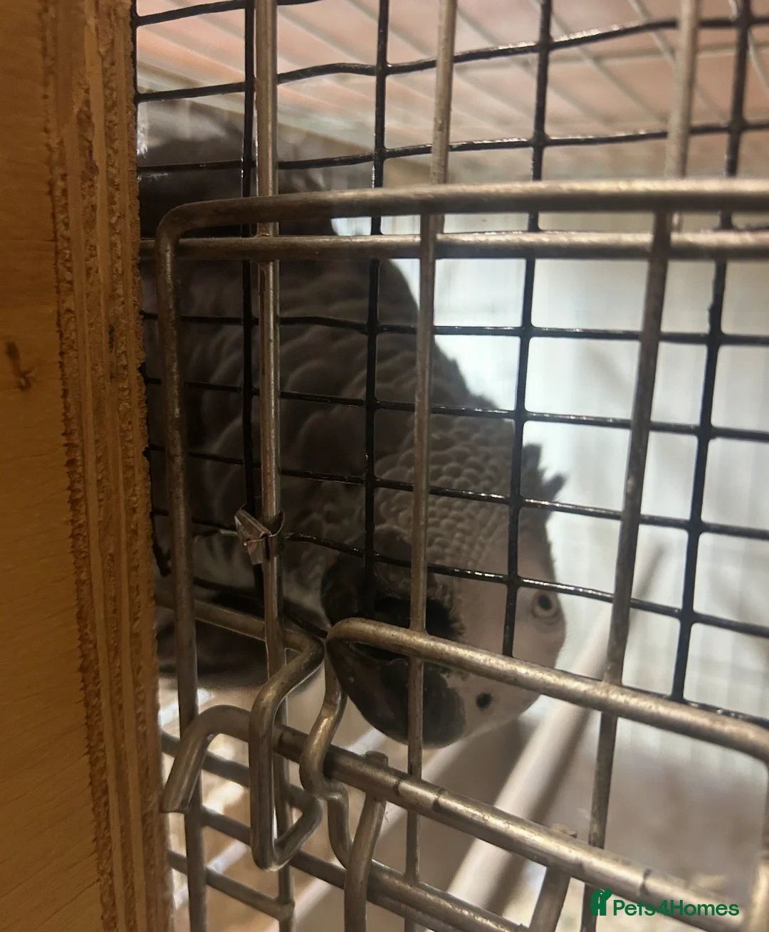 Parrots birds for sale: proven pair of African grey parrots,  - Advert 7
