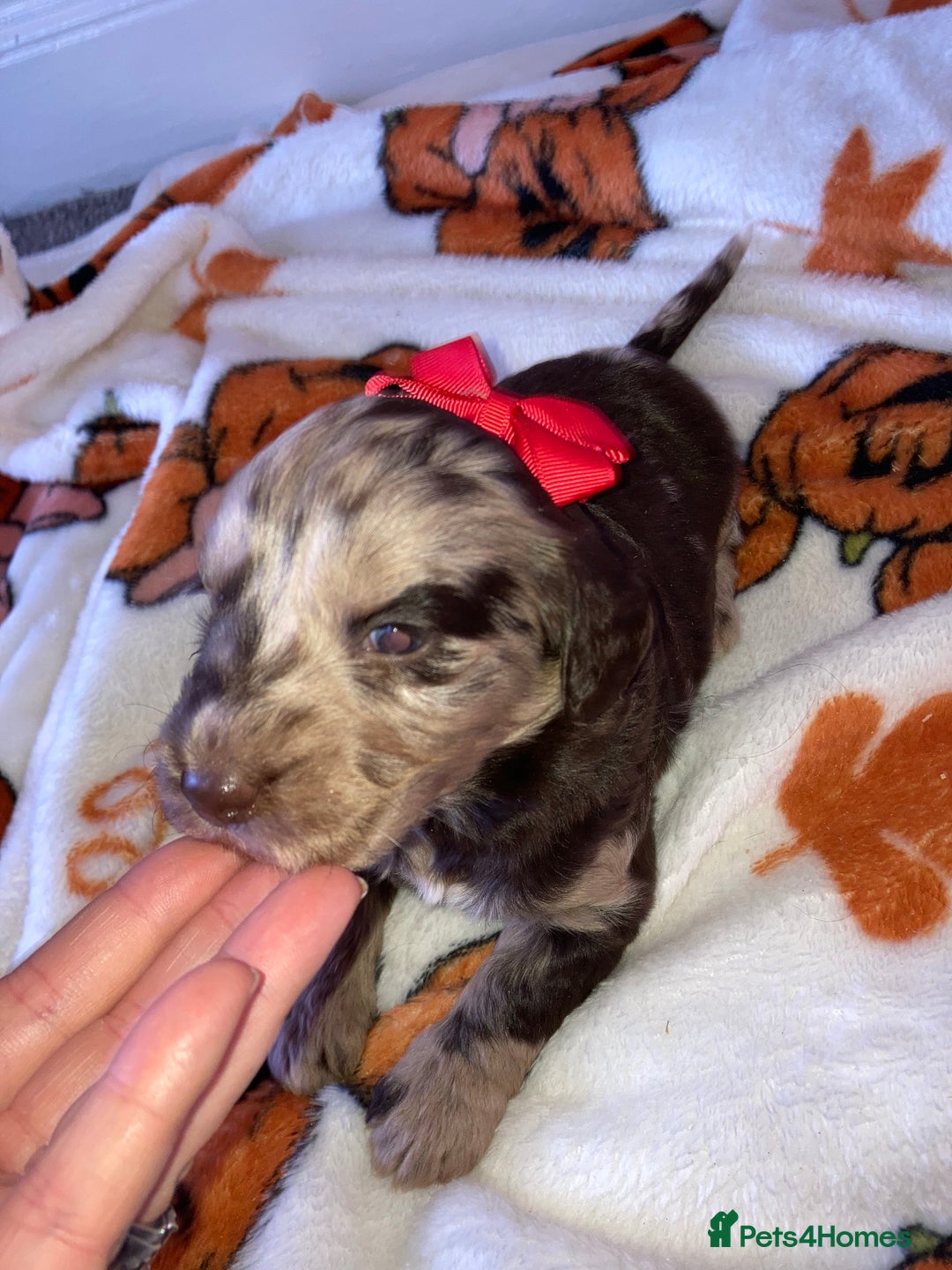 Cockapoo dogs for sale: Merle Cockapoos - Image 7