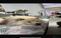 Chow Chow dogs for sale: Beautiful pure bred chow chow puppies for sale  - Image 13