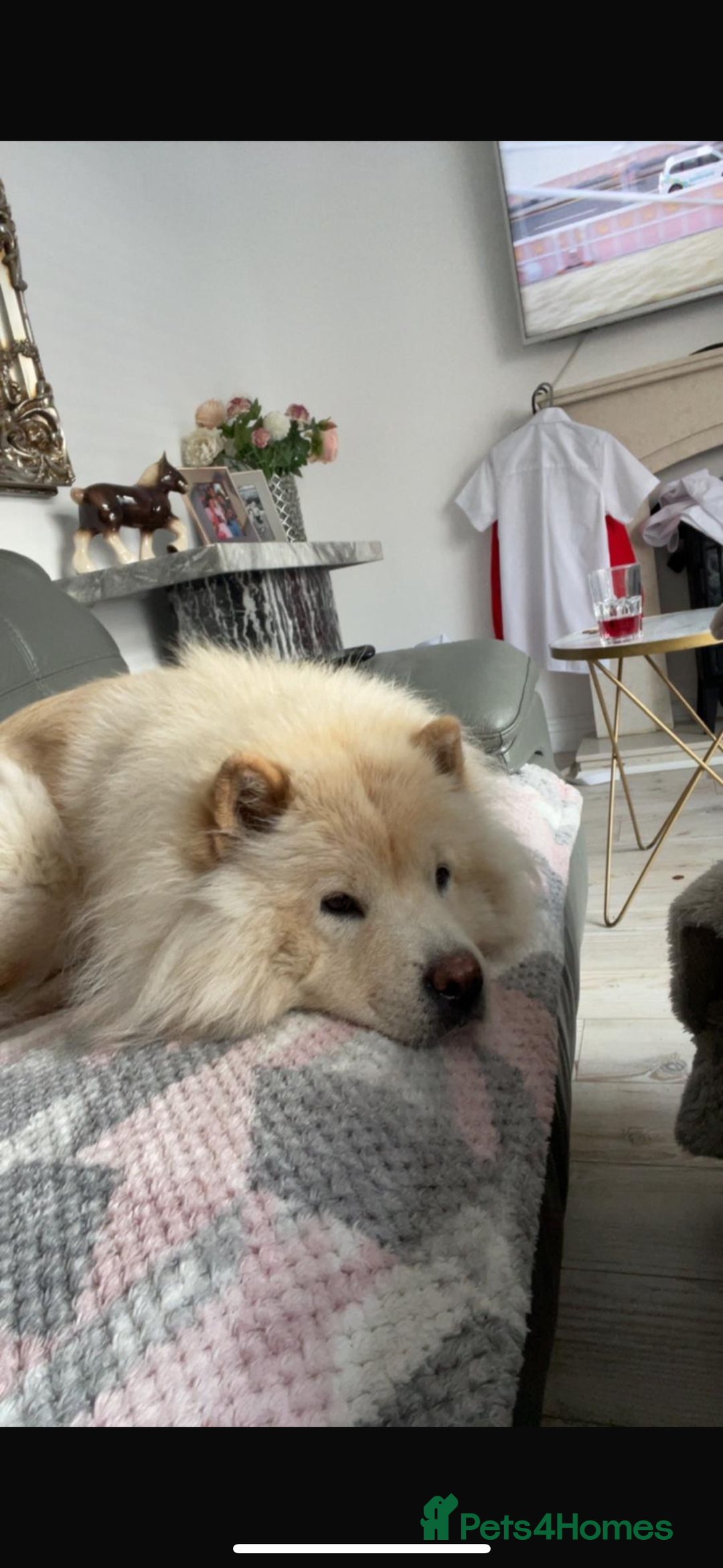 Chow Chow dogs for sale: Beautiful pure bred chow chow puppies for sale  - Image 13