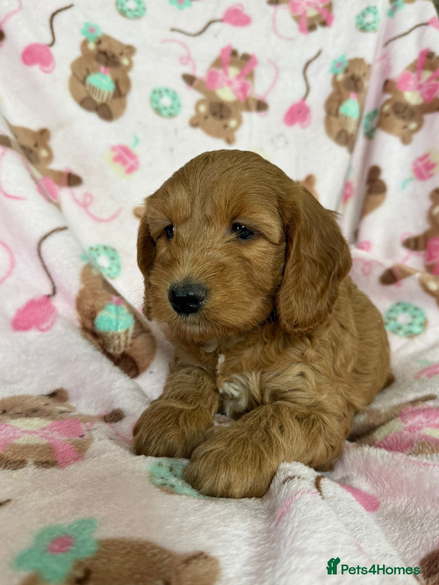 Cockapoo dogs Beautiful cockapoo puppies  - Advert 1