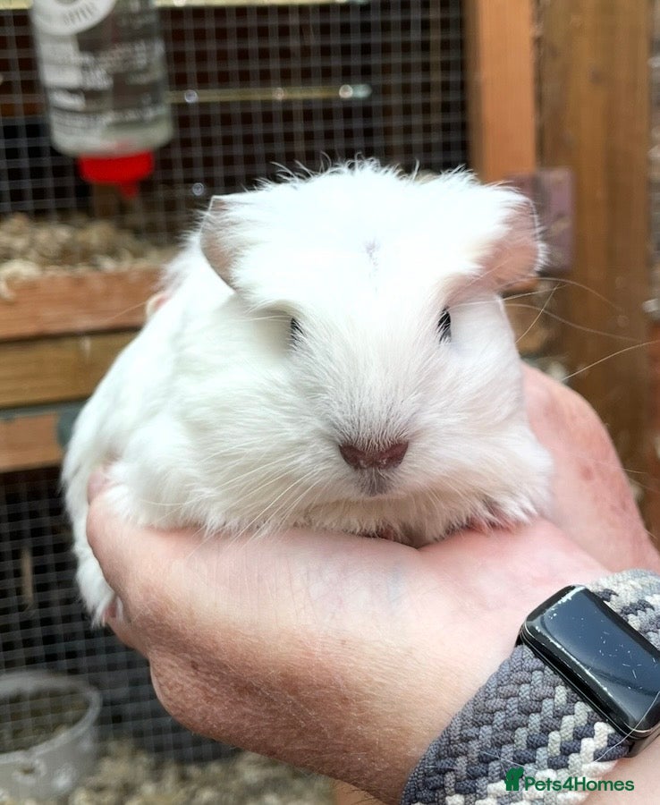 Guinea Pig rodents Baby guinea pigs  - Advert 2