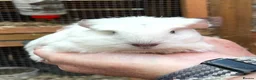 Guinea Pig rodents for sale: Baby guinea pigs  - Advert 1