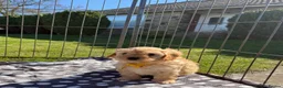 Cavapoo dogs for sale:  Exceptional Health Tested Cavapoo Puppies - Advert 9
