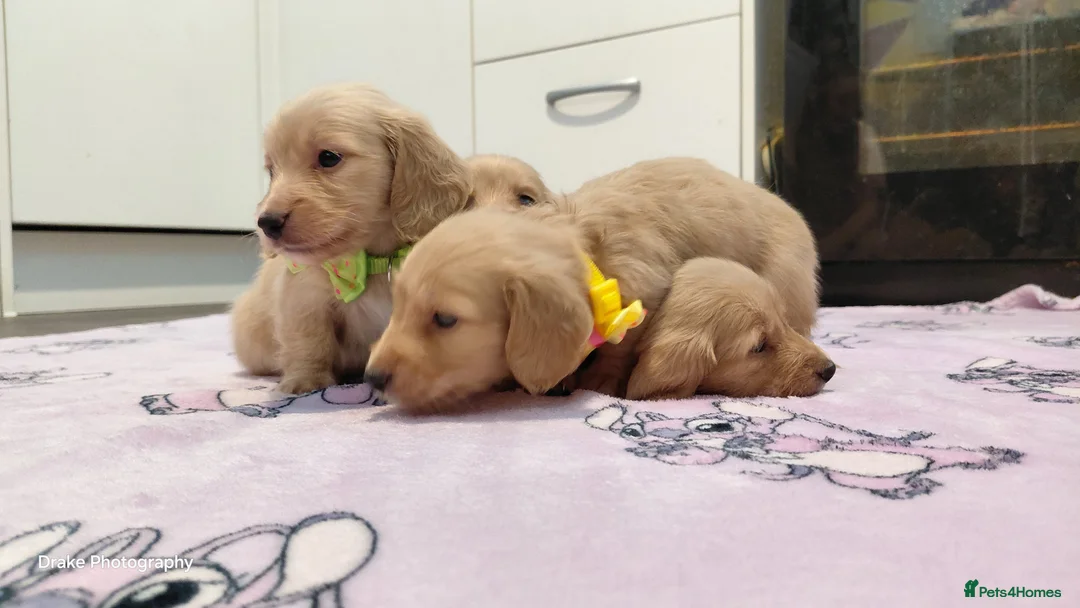Miniature Dachshund dogs for sale: KC Reg. Longhaired Full Cream Mini Dachshunds 💛🐾 - Advert 34