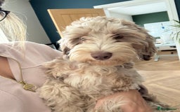 Cockapoo dogs for sale: Cockapoo  - Image 1