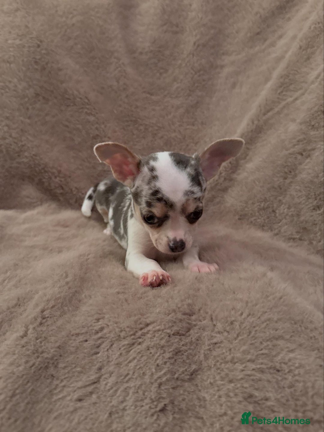 Chihuahua dogs for sale: 🌸🐶 Chihuhua Puppies 🐶🌸 - Image 11