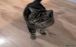British Shorthair cats for sale: Male British shorthaired tabby  - Image 5