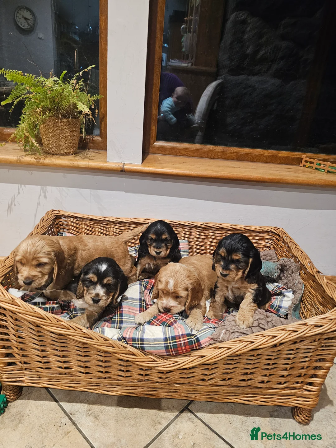 Cocker Spaniel dogs for sale: 5* Show Type Cocker Spaniels Villaspaniol Lines - Advert 20