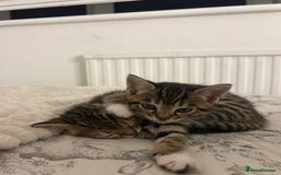 Bengal cats for sale: Bengal kittens for sale - Image 7