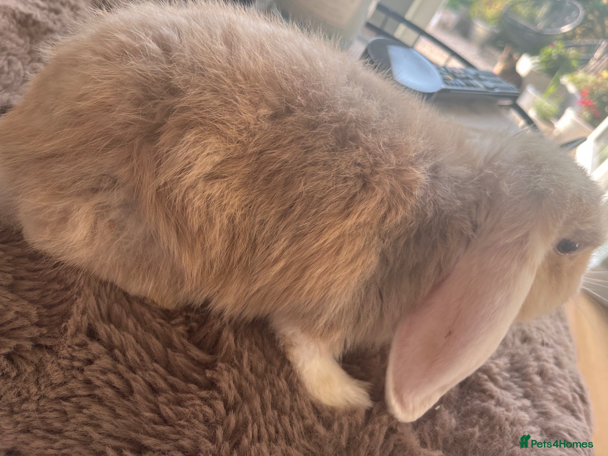 Mini Lop rabbits 🐰 Beautiful Bunny’s 🐰  - Advert 2