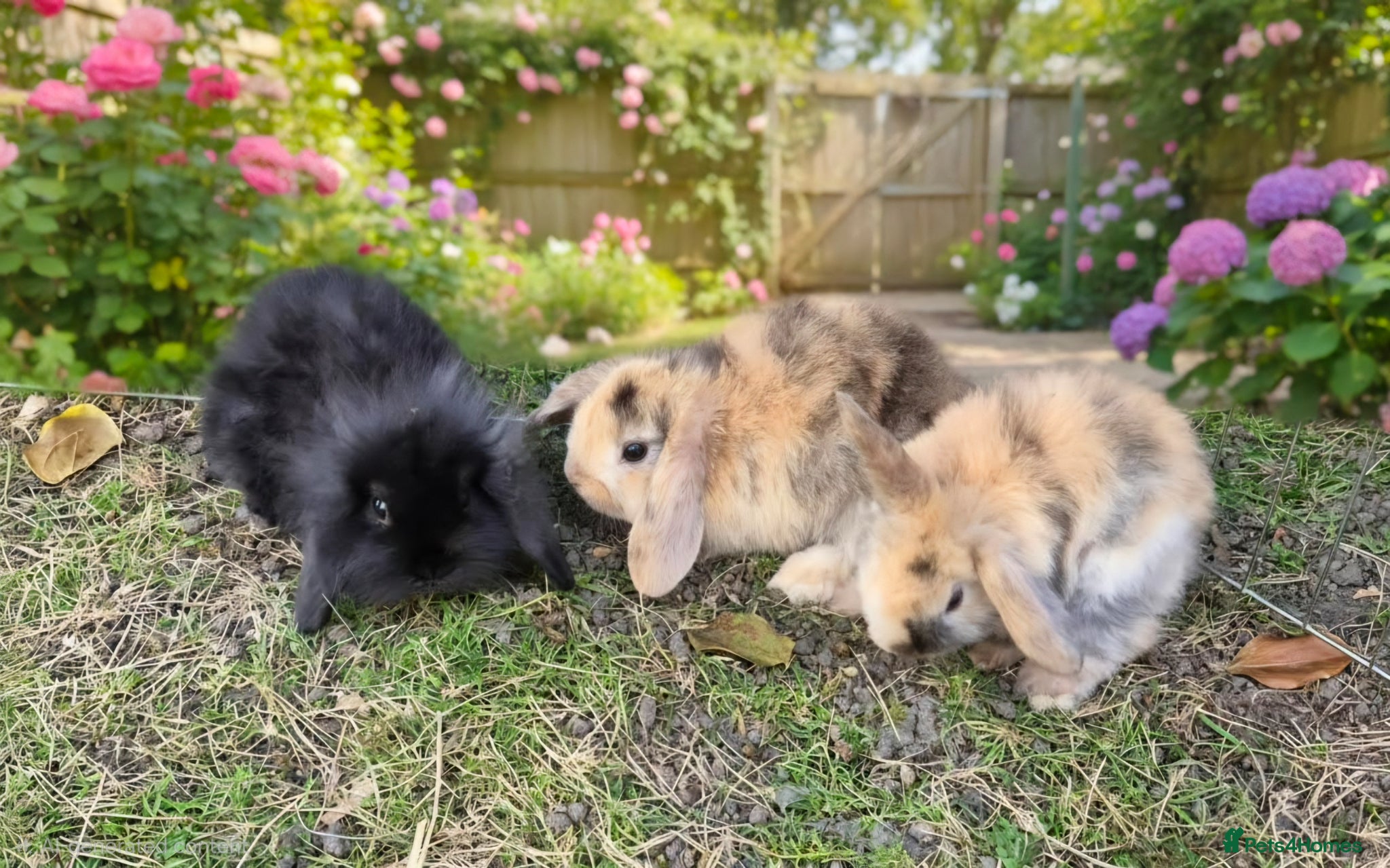 Mini Lop rabbits Beautiful mini lop baby rabbits - Advert 2