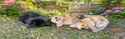 Mini Lop rabbits for sale: Beautiful mini lop baby rabbits - Advert 1