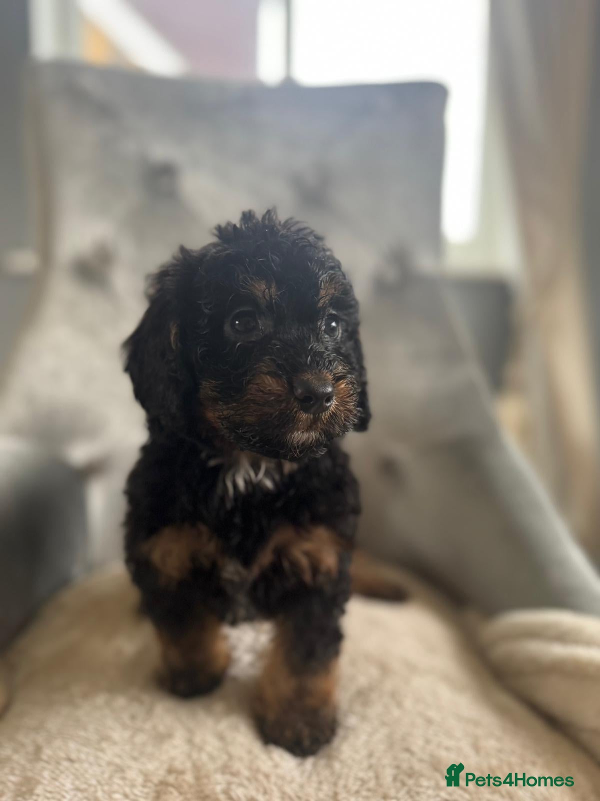 Cockapoo dogs F1 cockapoo puppies  - Advert 9