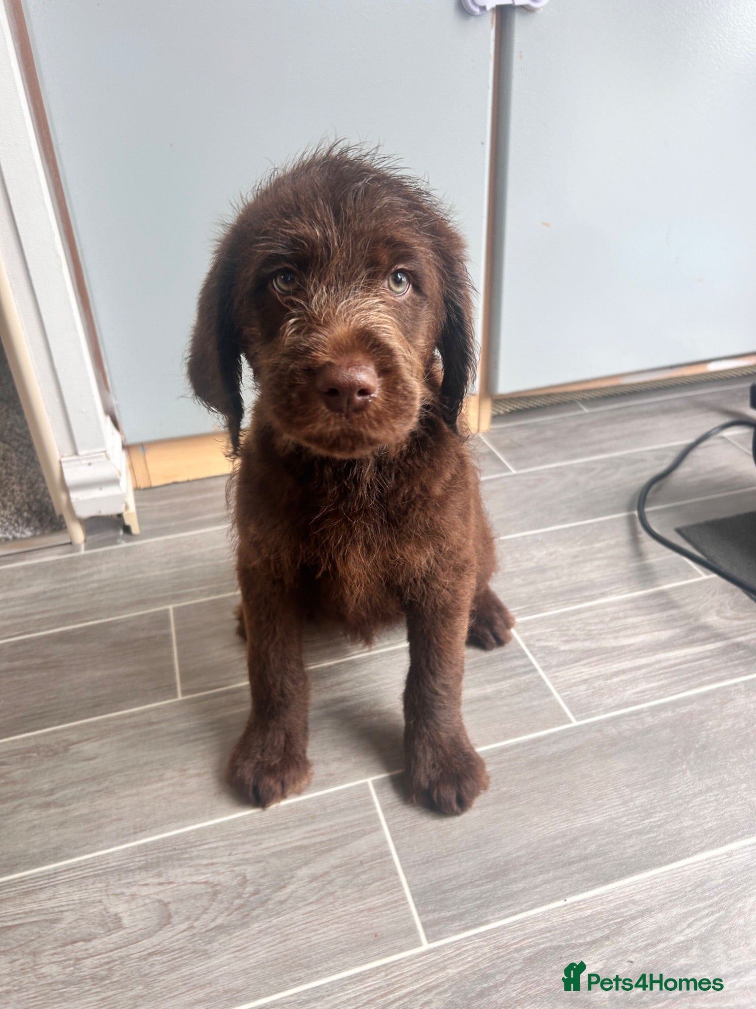 Labradoodle dogs Labradoodle puppies! READY NOW - Advert 2