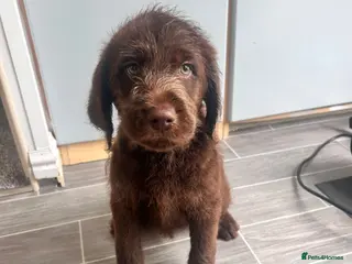 Labradoodle dogs Labradoodle puppies! READY NOW - Advert 2