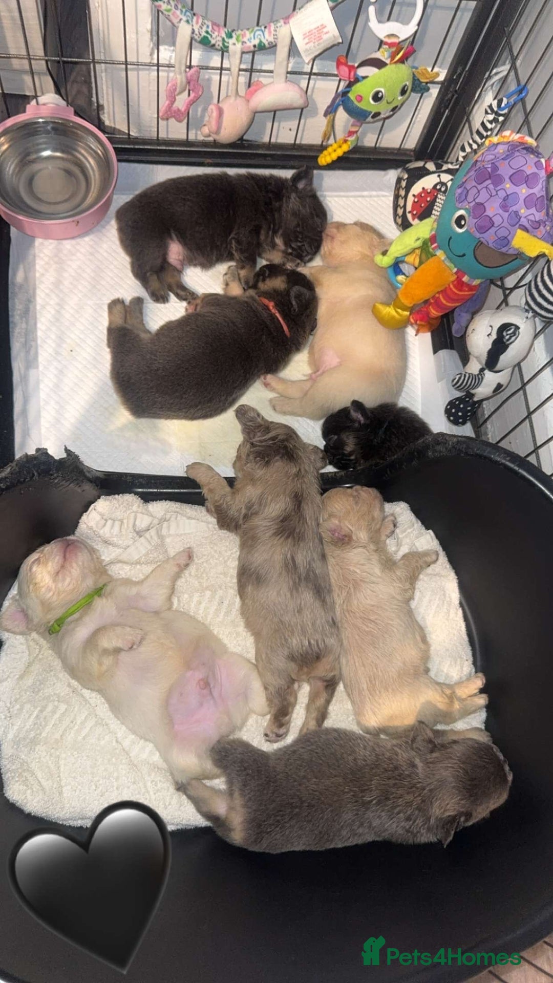 French Bulldog dogs for sale: Fluffy French Bulldog Puppies  - Image 12
