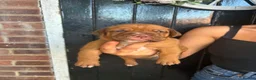 Dogue De Bordeaux dogs for sale: Dogue de Bordeaux Puppies - Advert 8