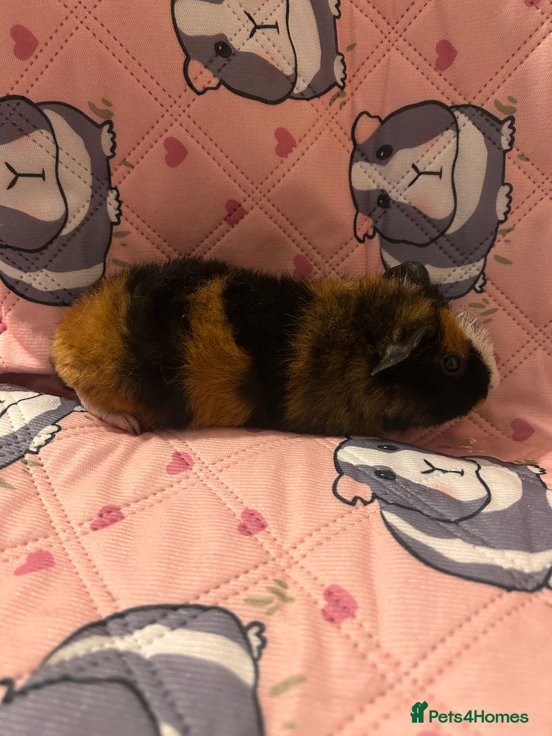 Guinea Pig rodents for sale: Lovely Teddy and Coronet baby guinea pigs  - Advert 14