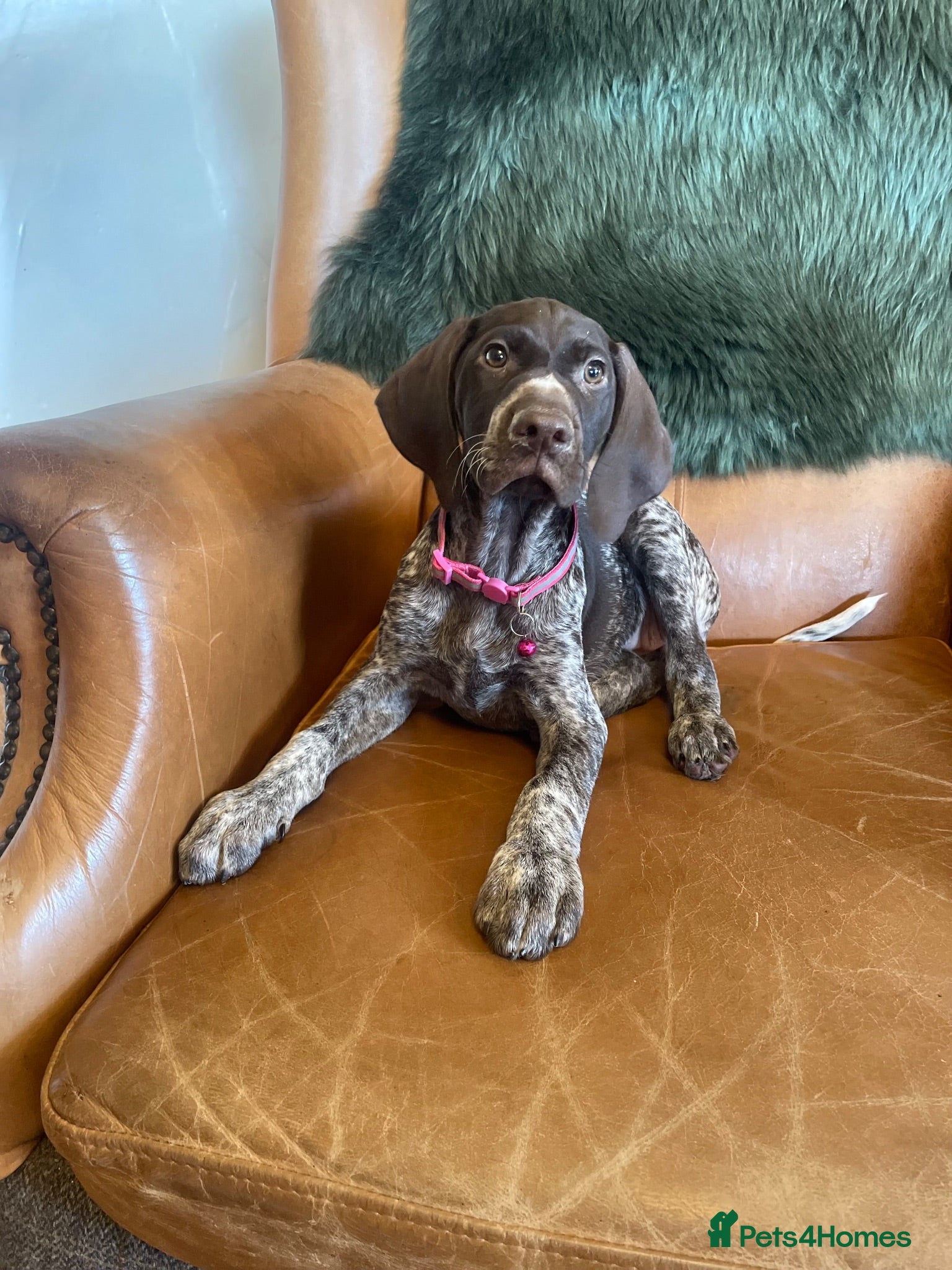 German Shorthaired Pointer dogs German shorthaired pointer  - Advert 1
