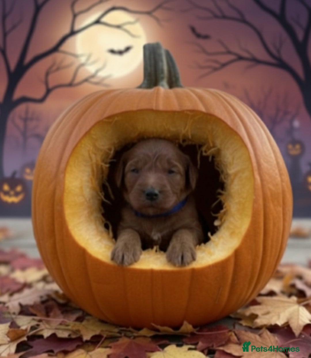 Cavapoo dogs for sale: Beautiful F1 cavapoos from health tested parents  - Image 4
