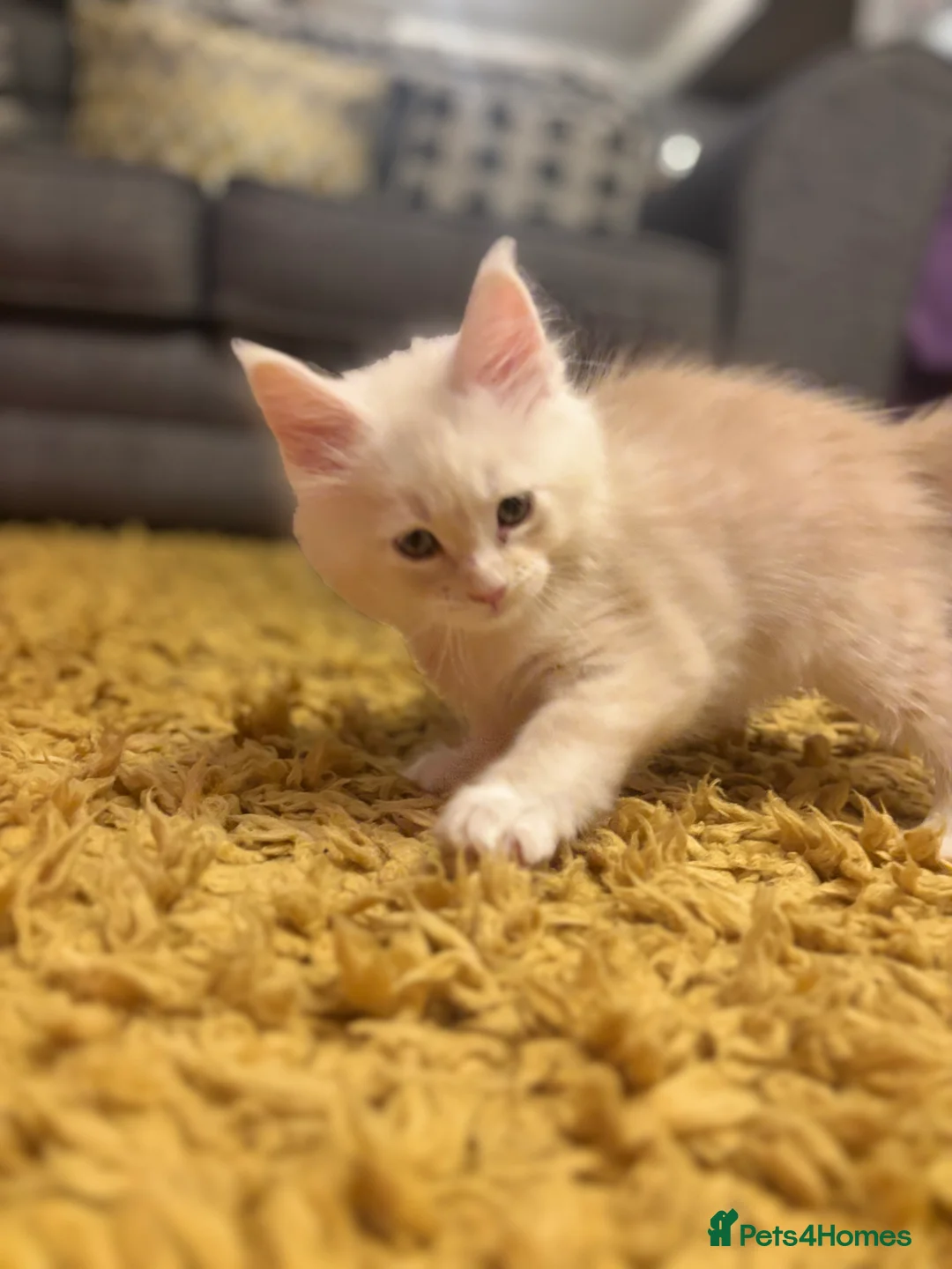 Maine Coon cats for sale: 3 Maine coon kittens looking for a loving home  - Advert 6