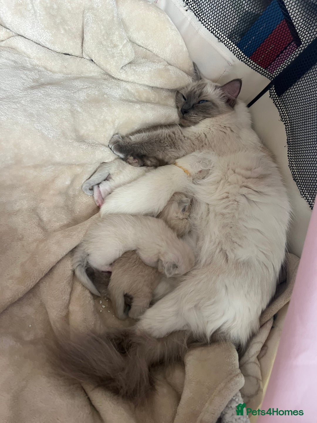 Ragdoll cats for sale: Ragdoll kittens  - Image 9