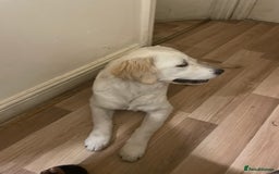 Goldador dogs for sale: Daisy  - Image 1