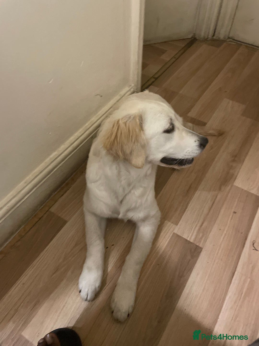 Goldador dogs for sale: Daisy  - Image 1