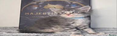 Maine Coon Kitten 6 with light blue collar