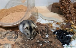 Hamster rodents for sale: Female Dwarf Hamster for Adoption UPDATED 05.09.25 - Image 6