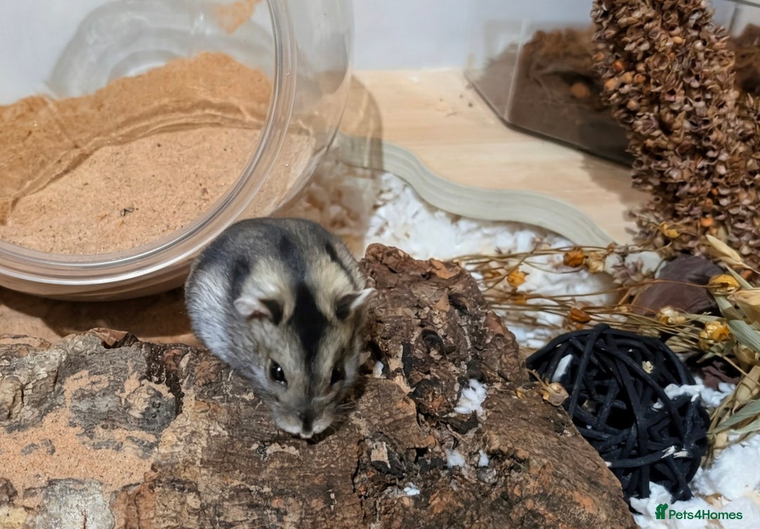 Hamster rodents for sale: Female Dwarf Hamster for Adoption UPDATED 05.09.25 - Image 6